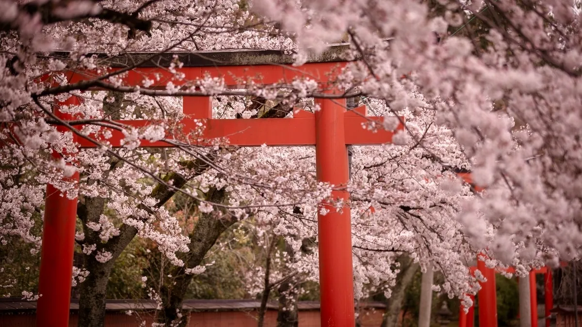 Torii y cerezos en flor