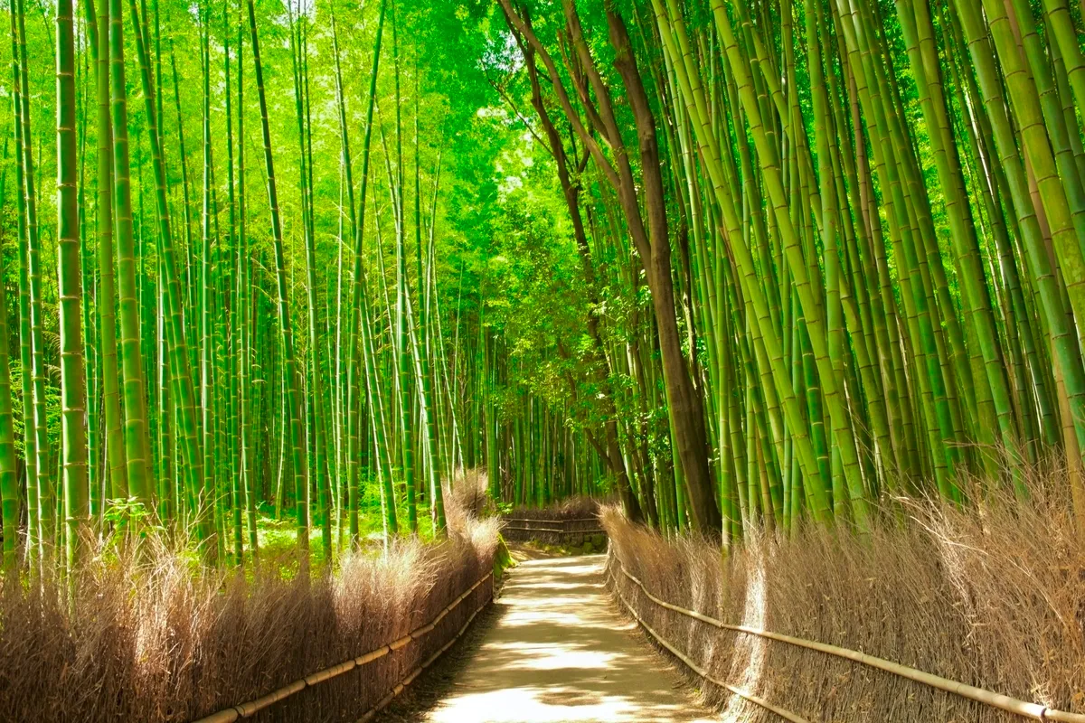 Bosque de Bambú de Arashiyama