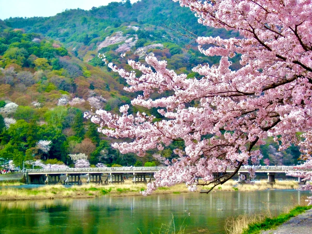 Primavera en el Puente Togetsukyo