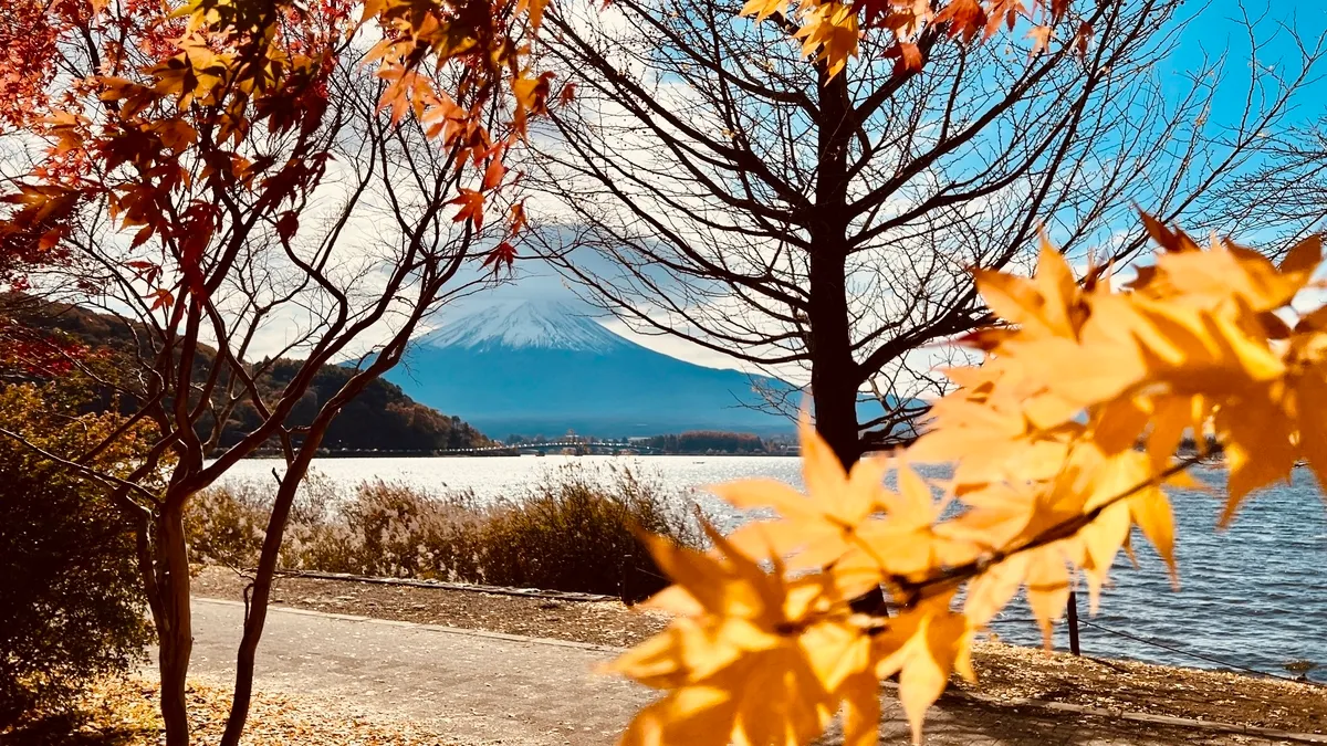 Ginkgos dorados y Monte Fuji