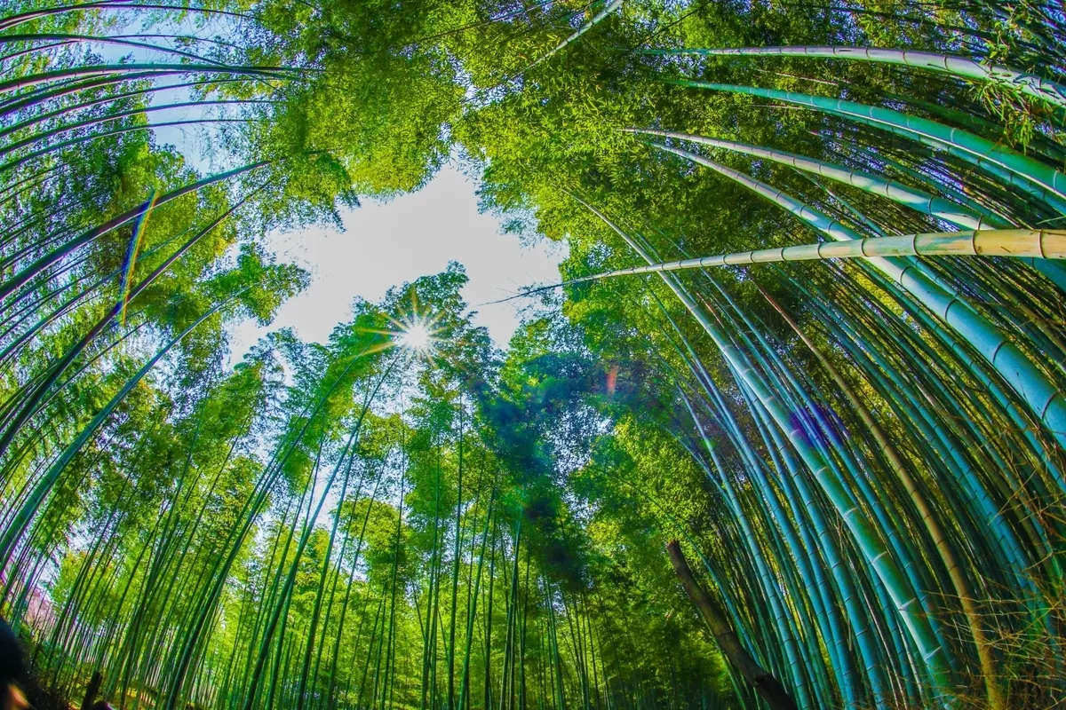 Bosque de Bambú de Arashiyama