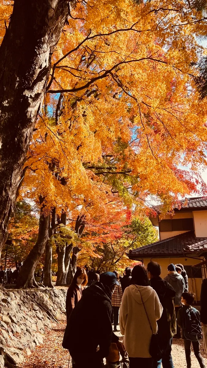 Festival de Hojas de Otoño de Fujikawaguchiko