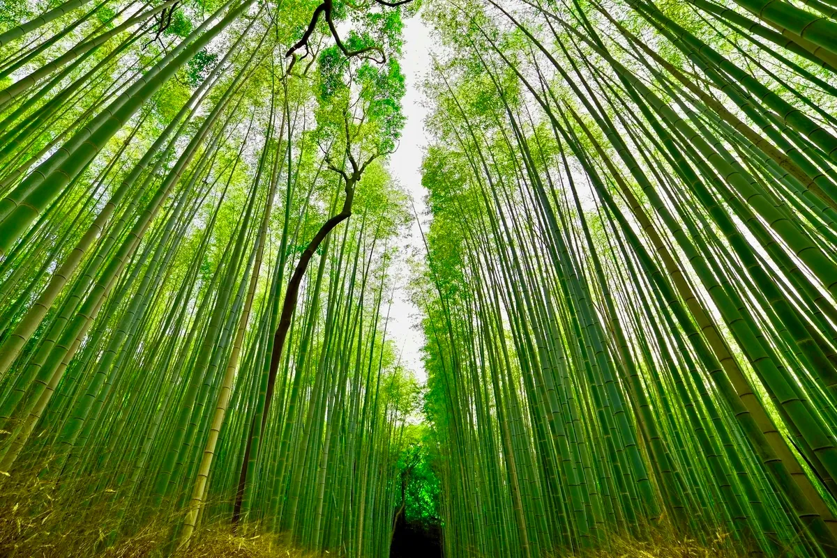 Bosque de Bambú de Arashiyama