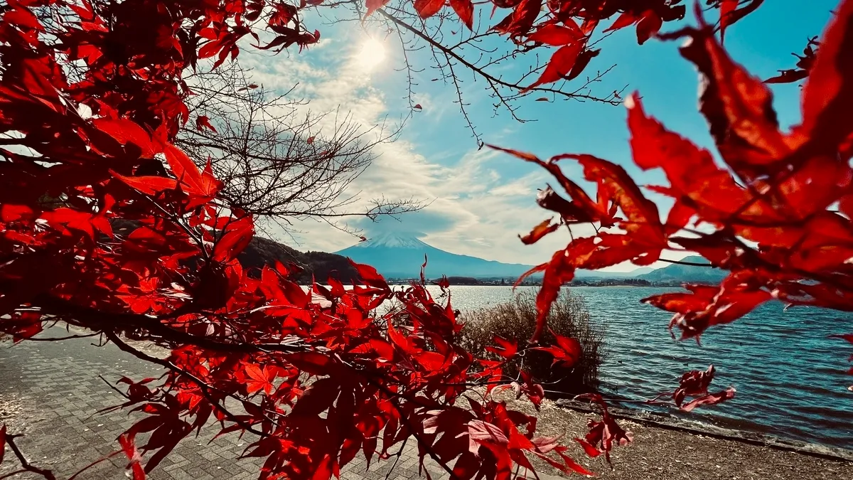 Arces de color rojo intenso y Monte Fuji