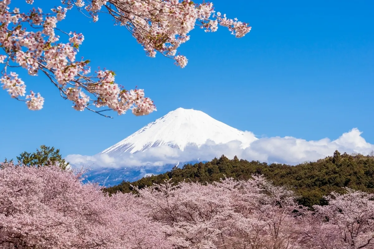 Monte Fuji y flores de cerezo