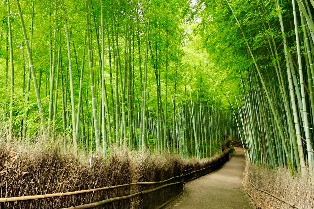 Bosque de Bambú de Arashiyama