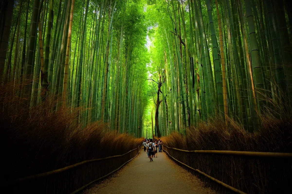 Bosque de Bambú de Arashiyama