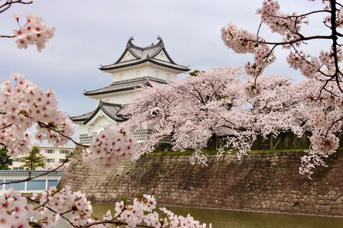 Cerezos en Flor y Castillo de Shibata