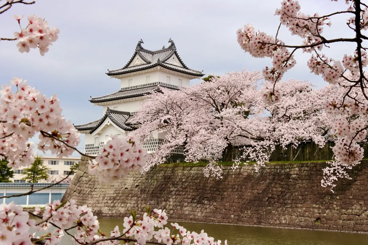 Flores de cerezo y castillo Shibata