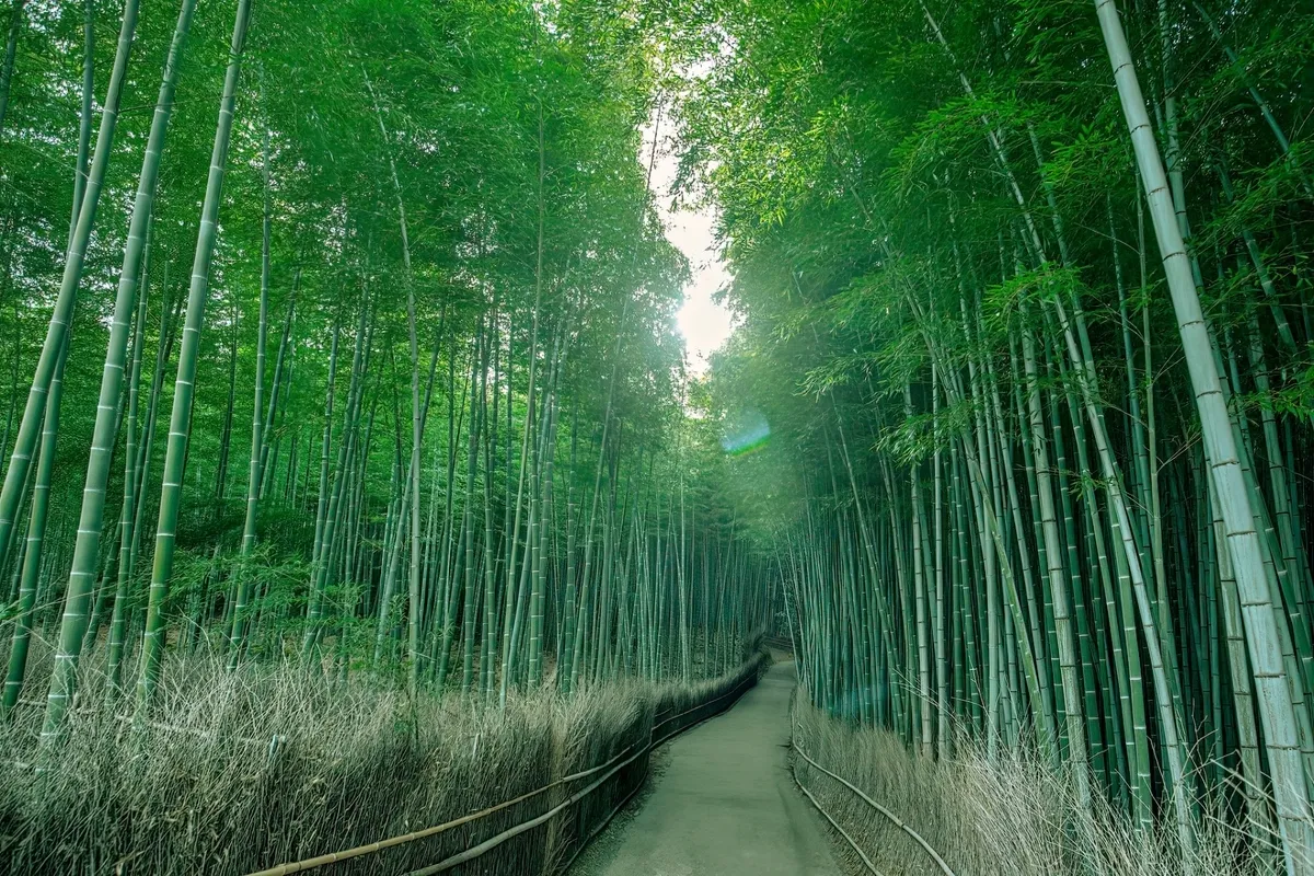 Bosque de Bambú de Arashiyama (Mañana)