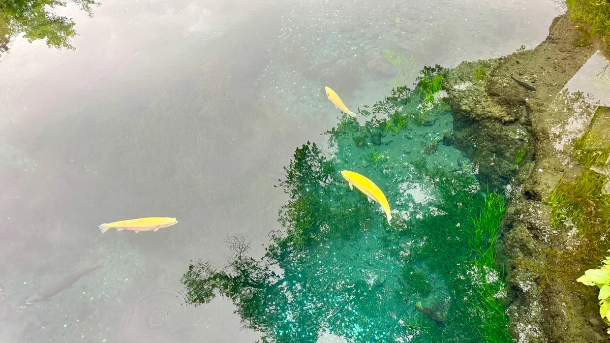 Peces nadando en el estanque Wakuike