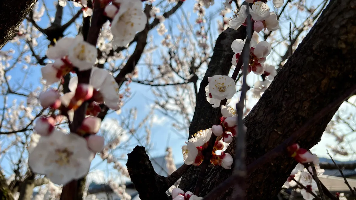 Flores de cerezo