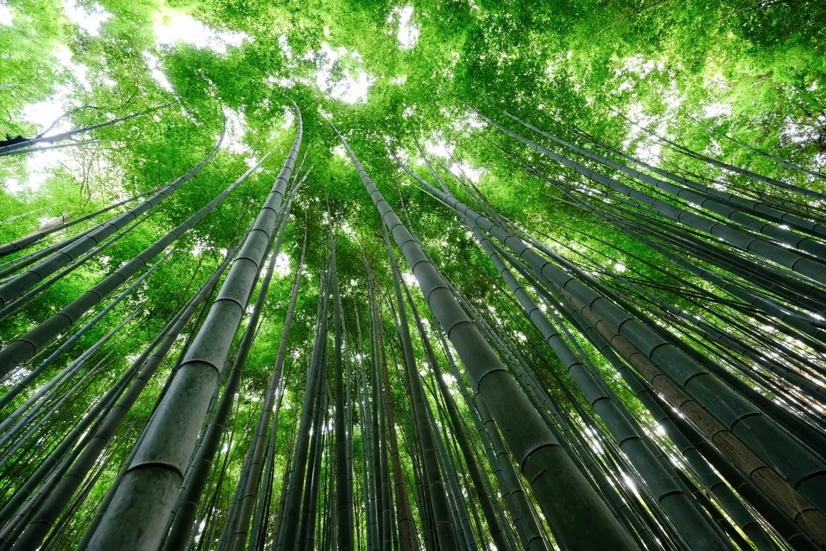 Bosque de Bambú de Arashiyama (Mañana)