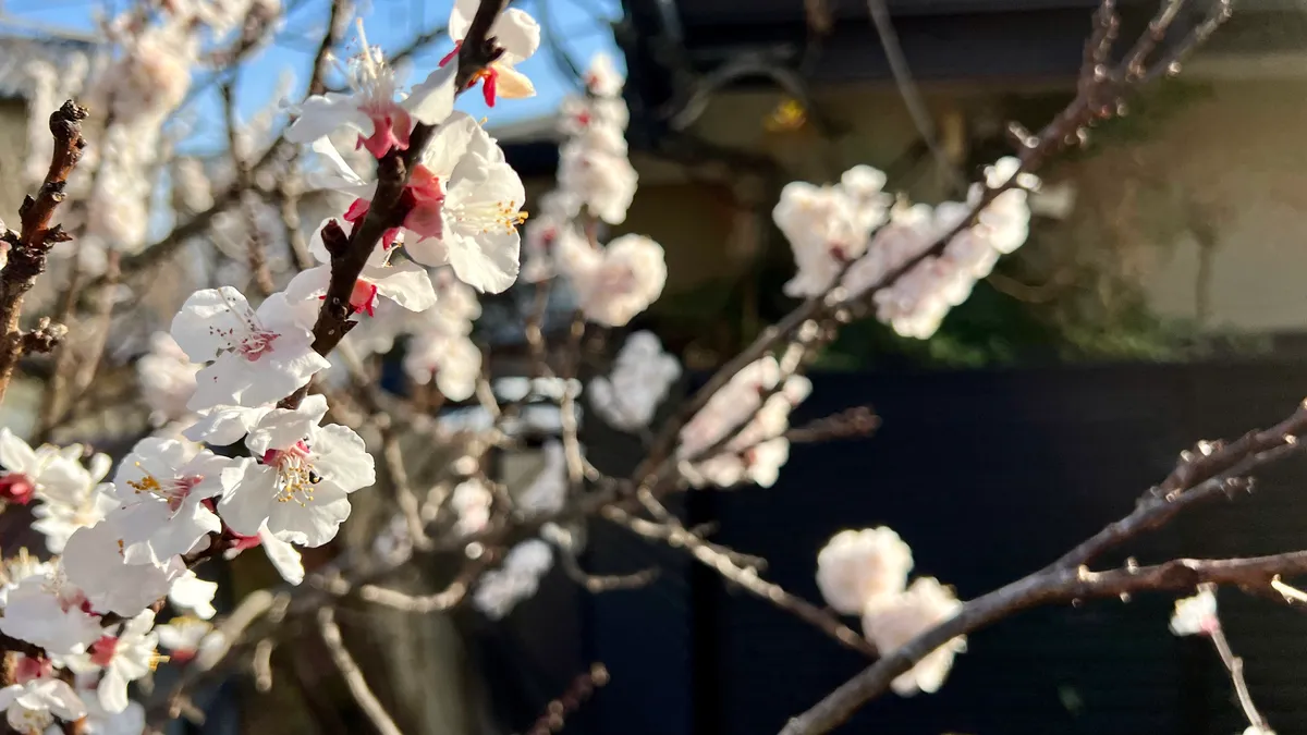 Flores de cerezo