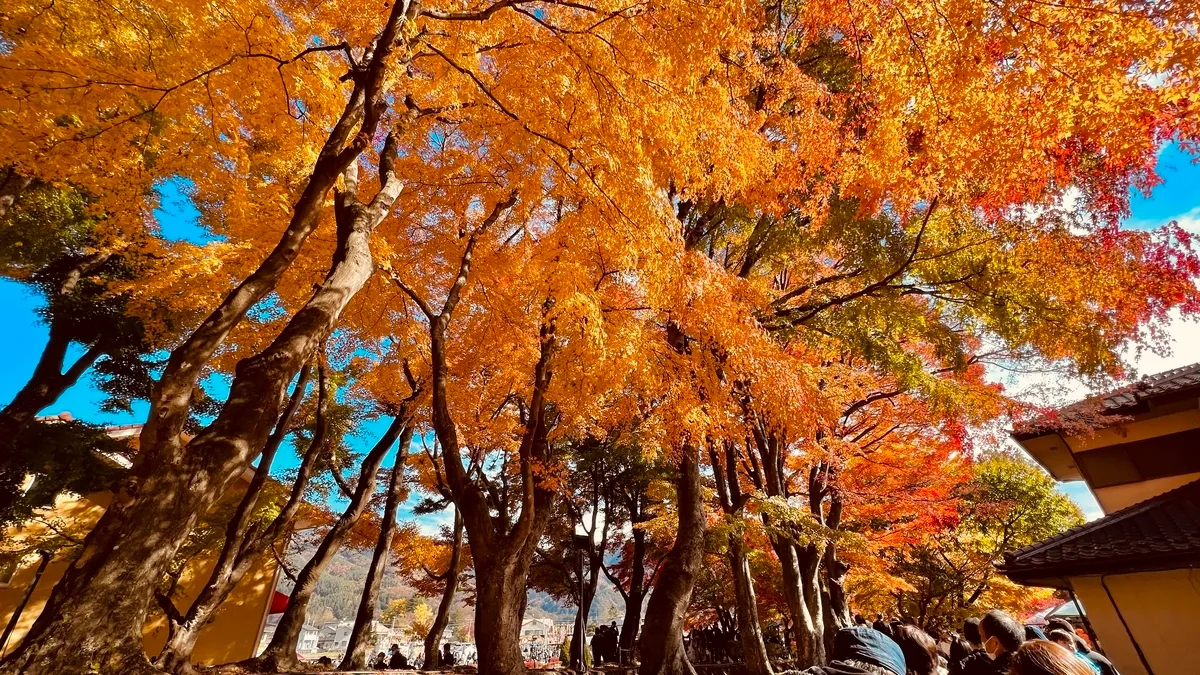 Corredor de Arces del Lago Kawaguchi