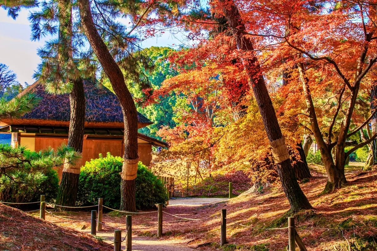 Follaje otoñal en el jardín