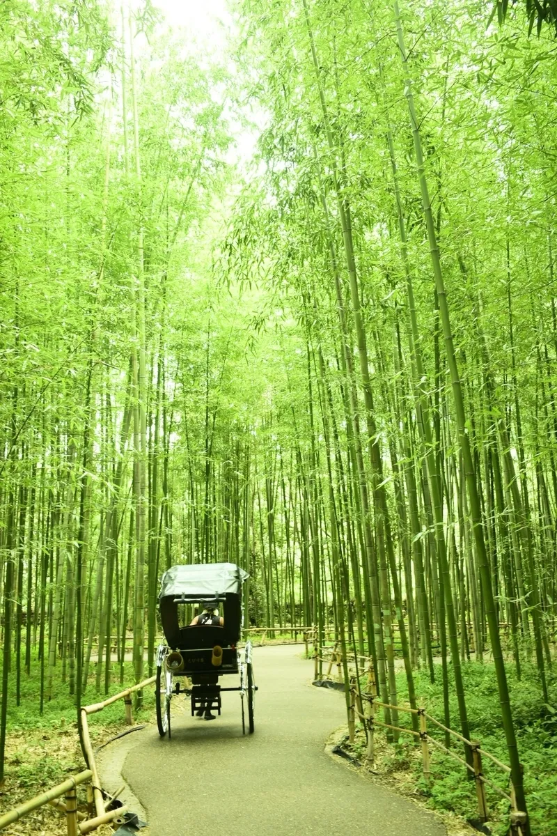 Paseo en jinrikisha por el Bosque de Bambú