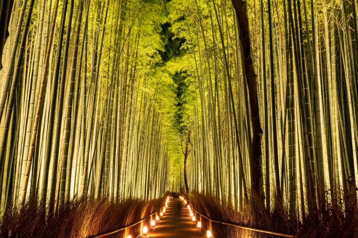 Iluminación del Bosque de Bambú de Arashiyama