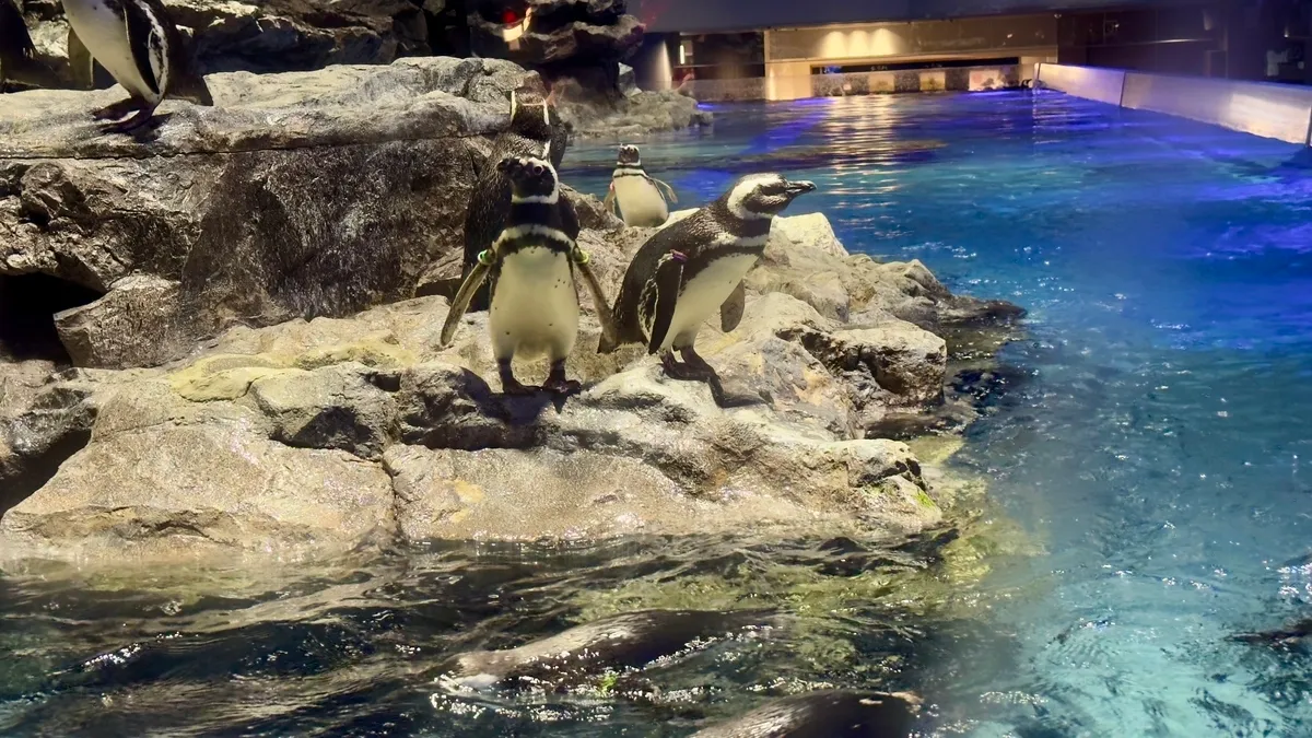 Pingüinos