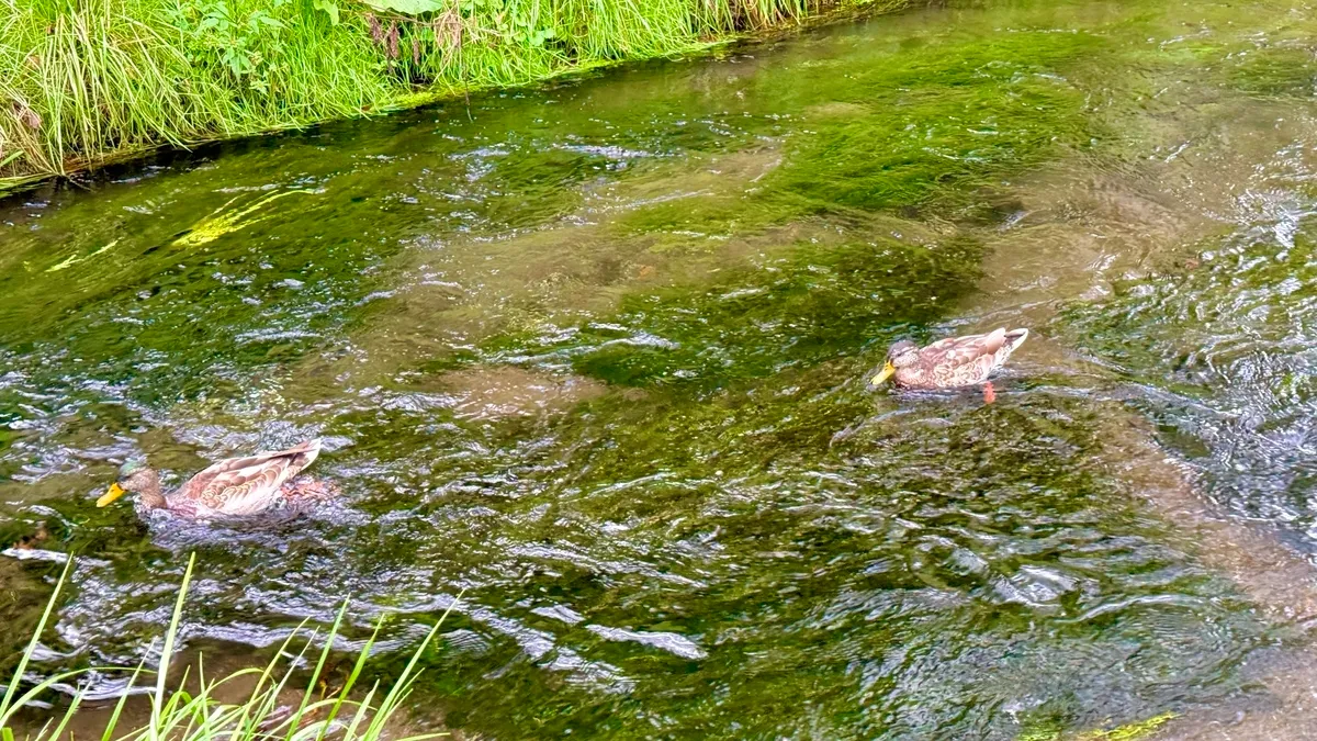 Patos nadando en el arroyo