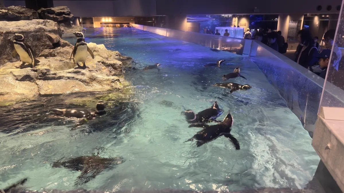 Pingüinos