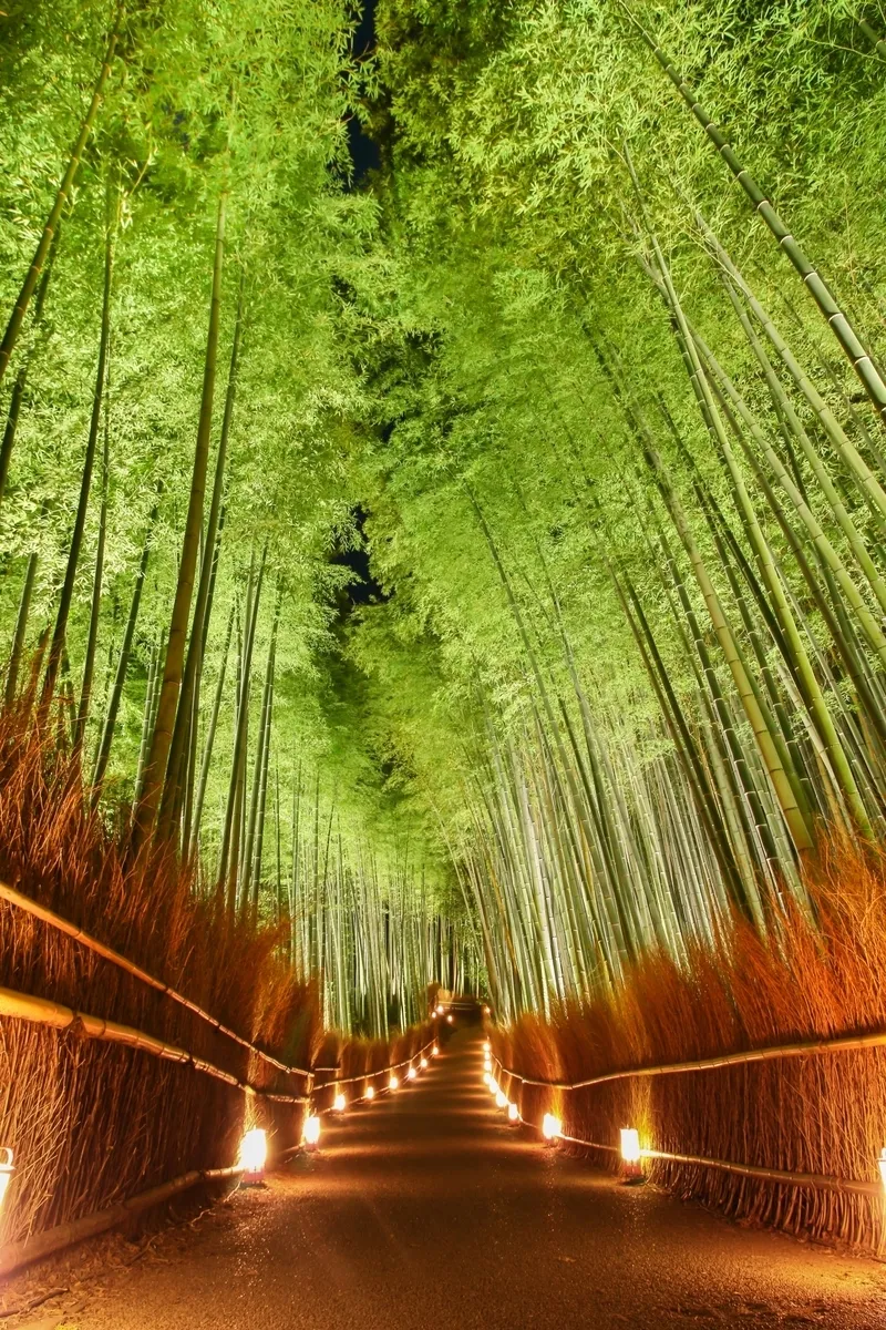 Iluminación del Bosque de Bambú de Arashiyama