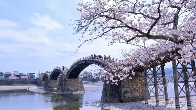 Paisaje primaveral - Puente Kintaikyo y cerezos en flor