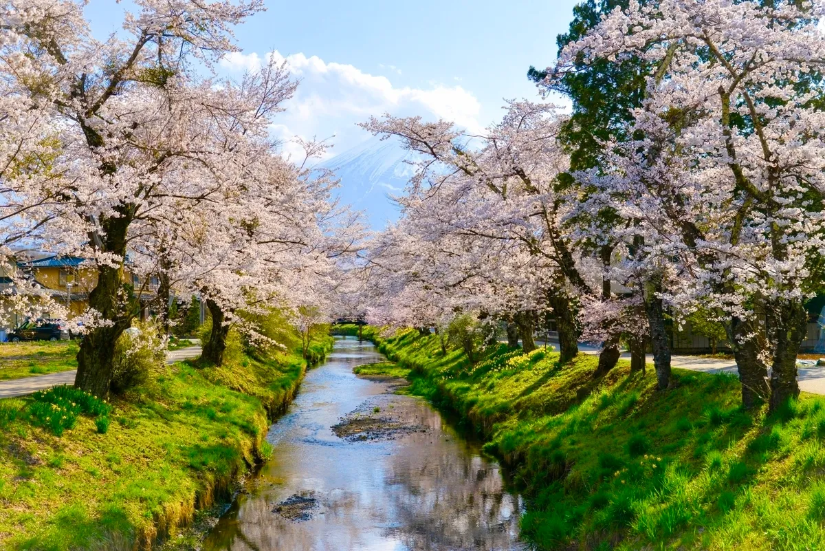 Monte Fuji, cerezos en flor y agua de manantial