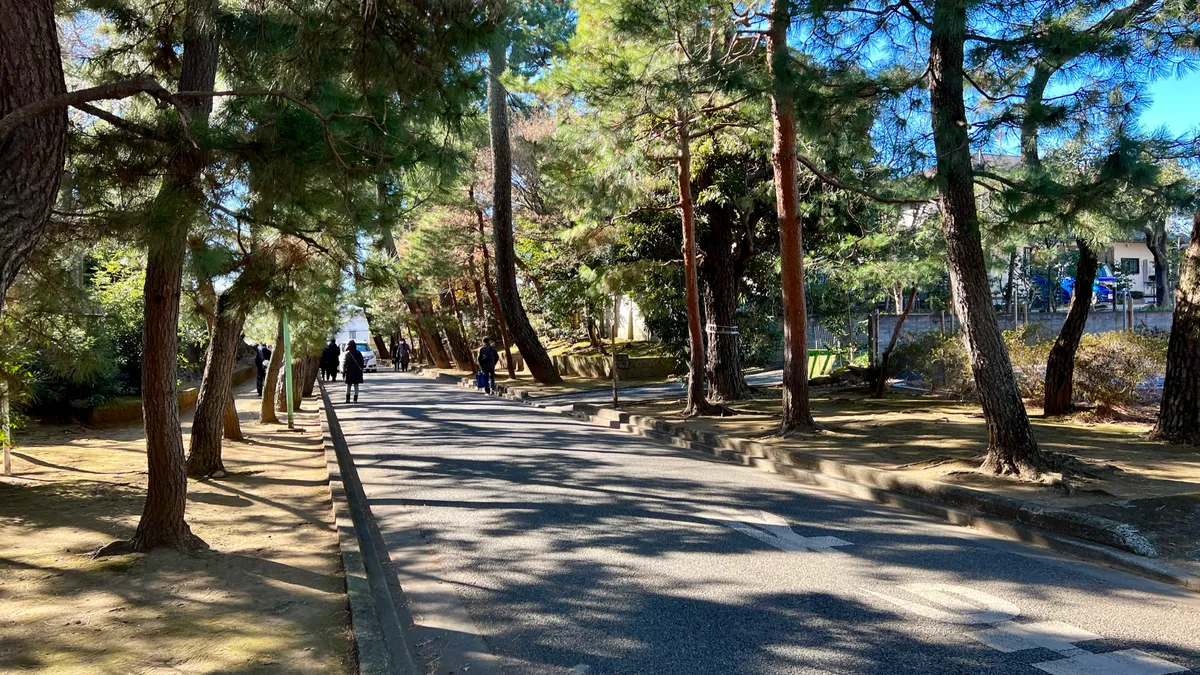 Camino Flanqueado por Pinos