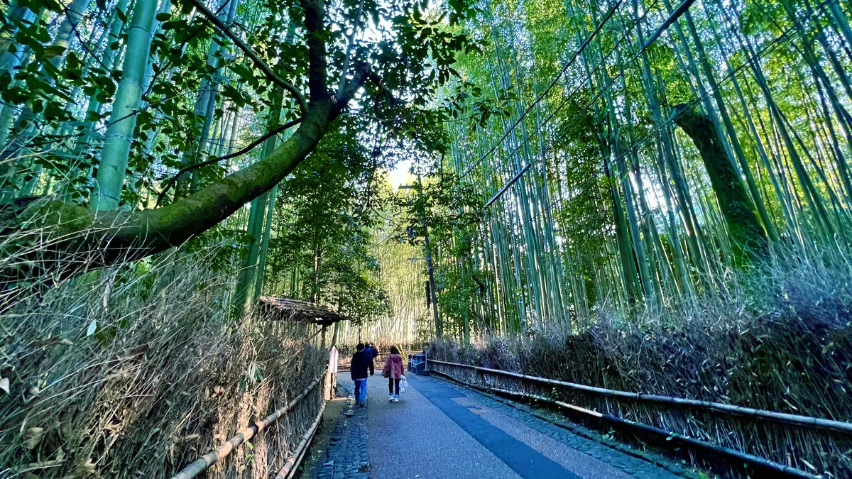 Bosque de Bambú