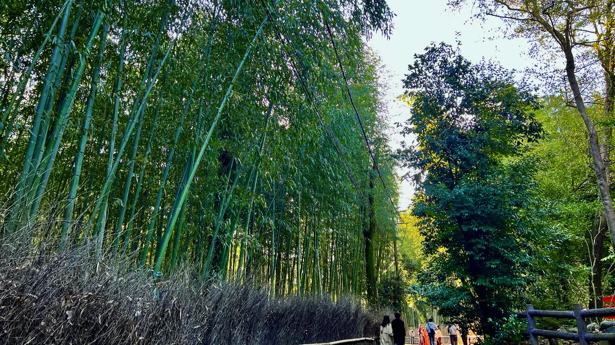 Bosque de Bambú