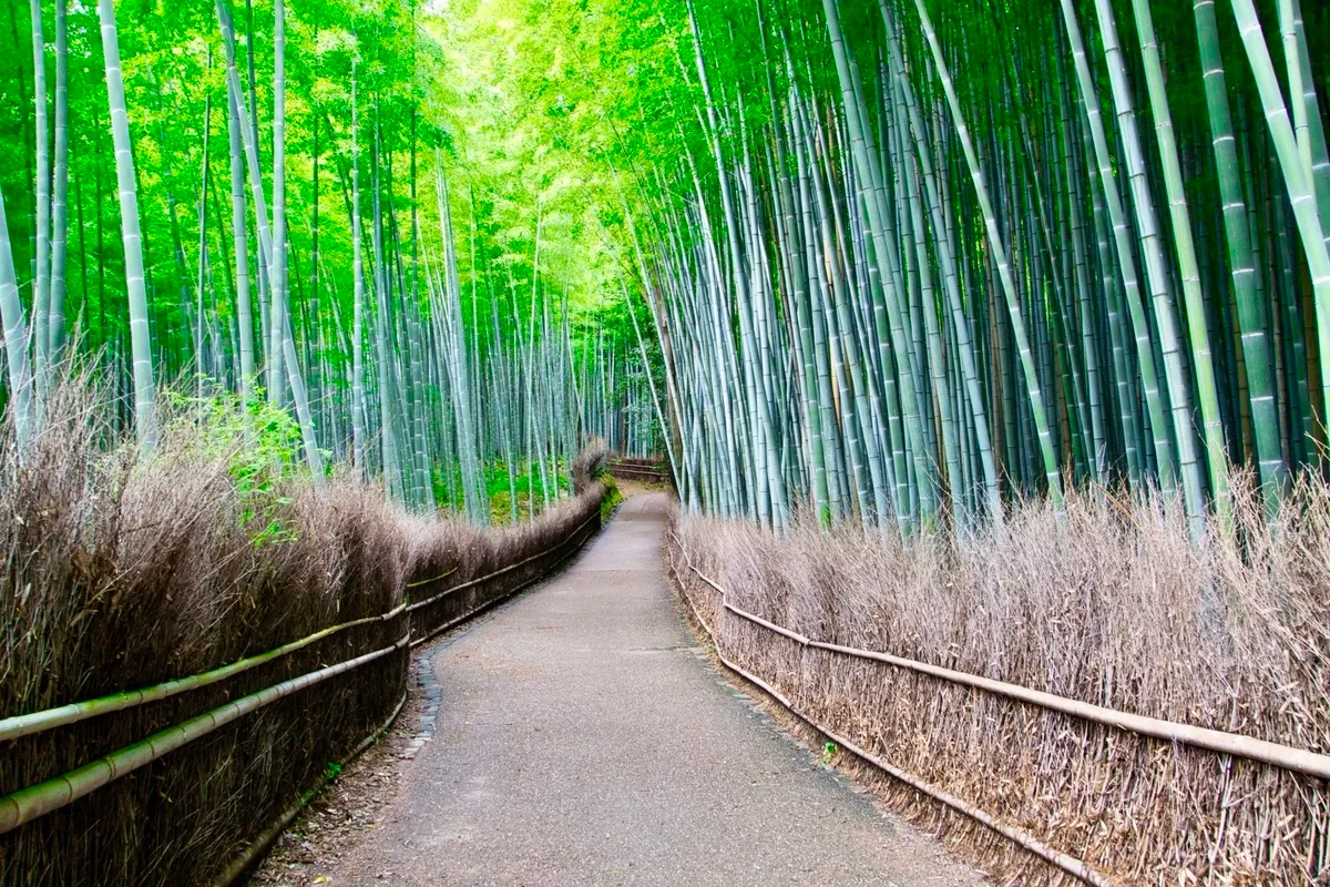 Bosque de Bambú de Arashiyama