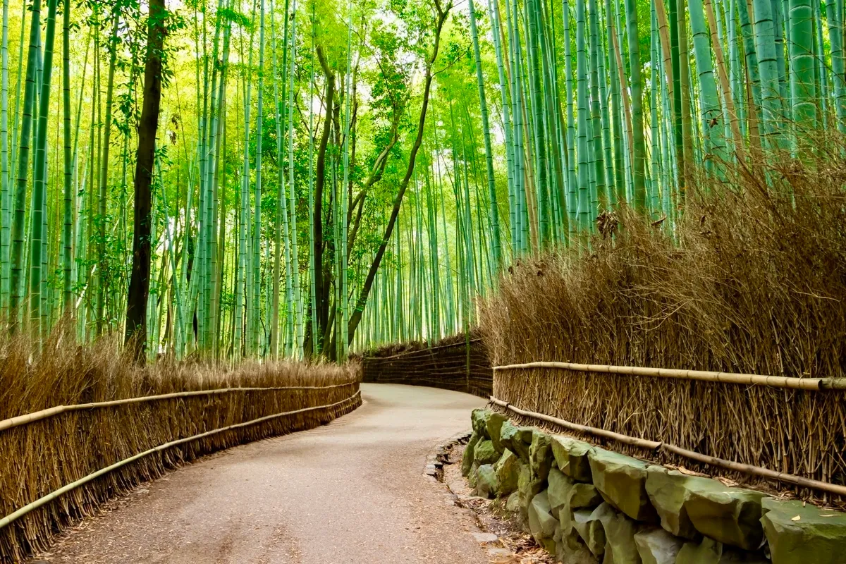 Bosque de Bambú de Arashiyama