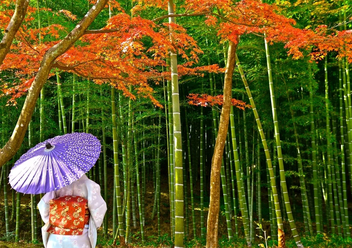 Bosque de Bambú de Arashiyama en otoño