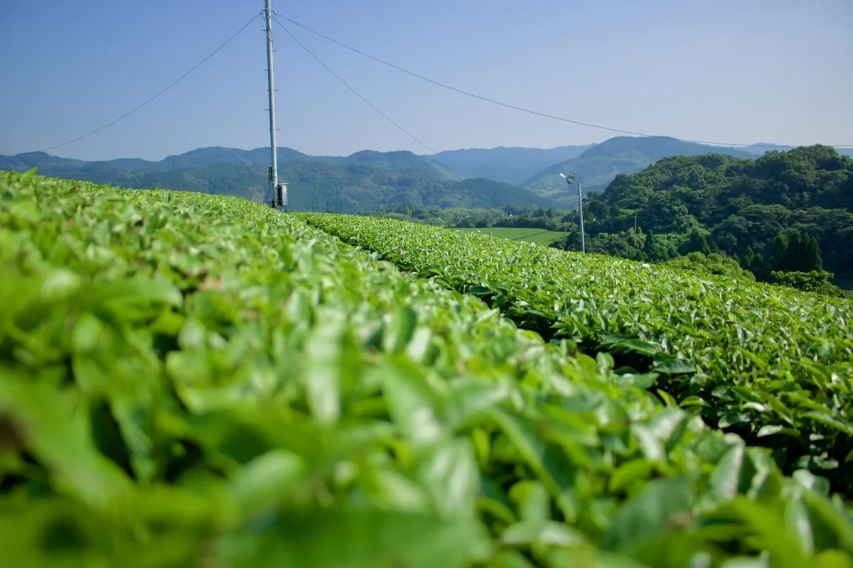 Plantación de té