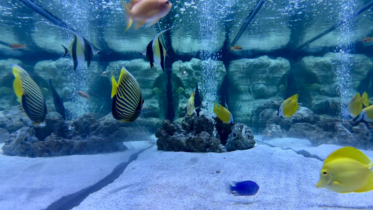 Peces Pequeños