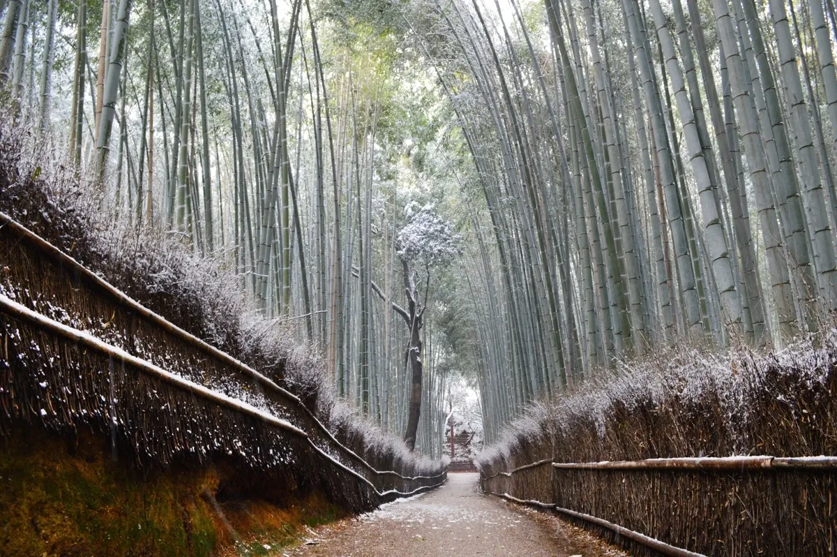 Bosque de Bambú de Arashiyama en invierno