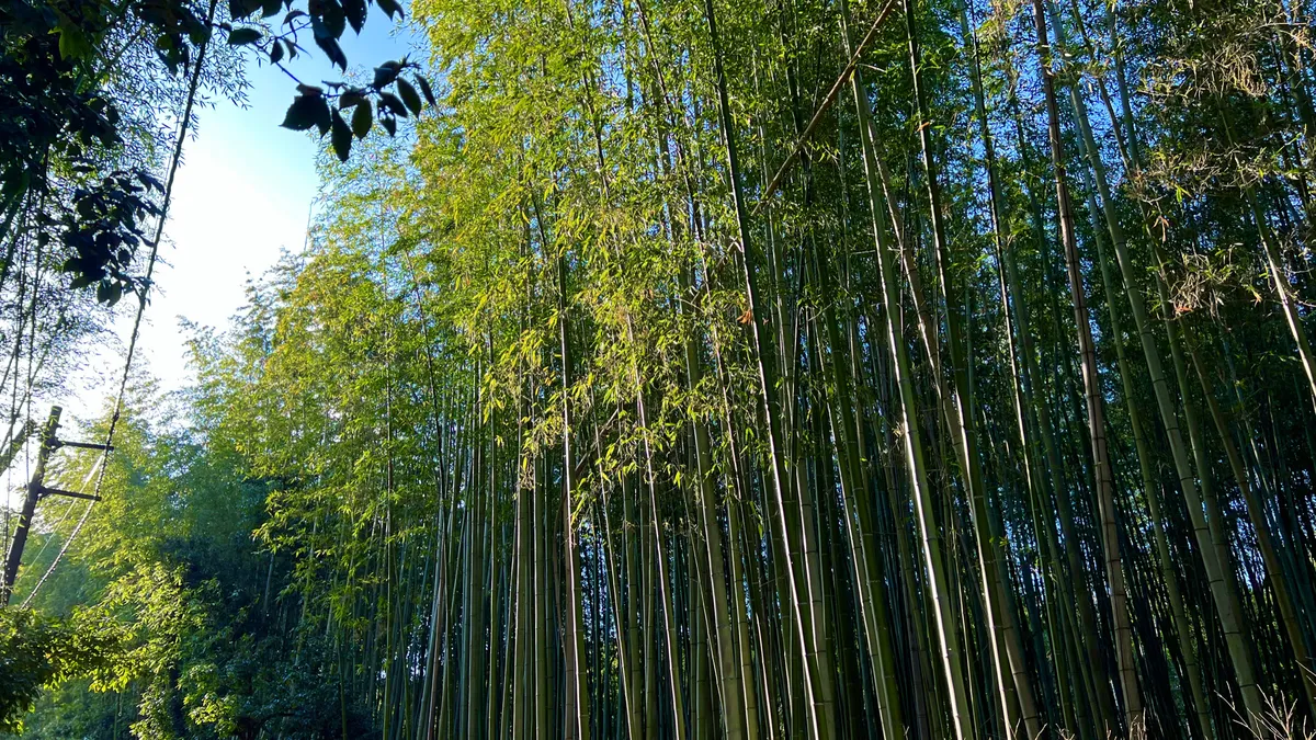 Bosque de Bambú