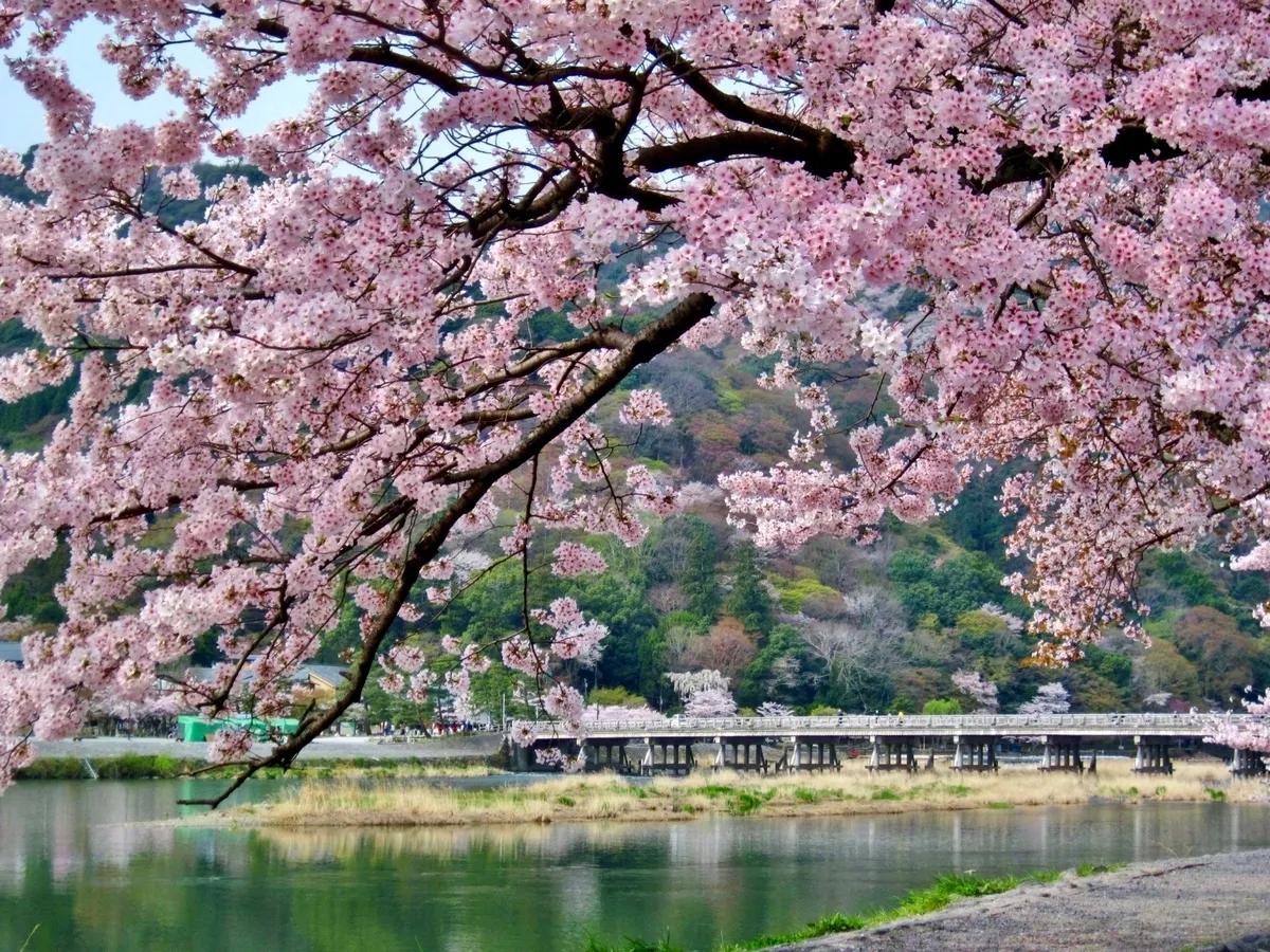 Cerezos en flor y el Puente Togetsukyo