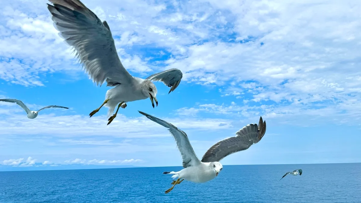 Gaviotas Alrededor del Ferry