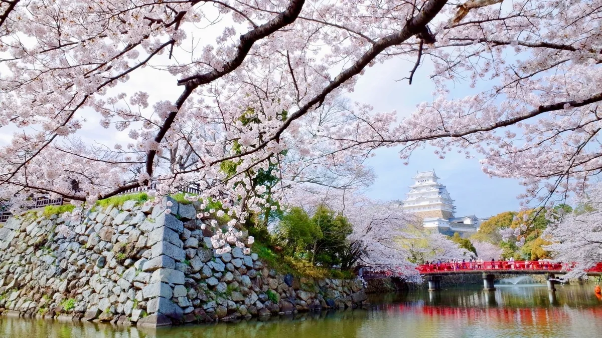 Castillo de Himeji con cerezos en flor