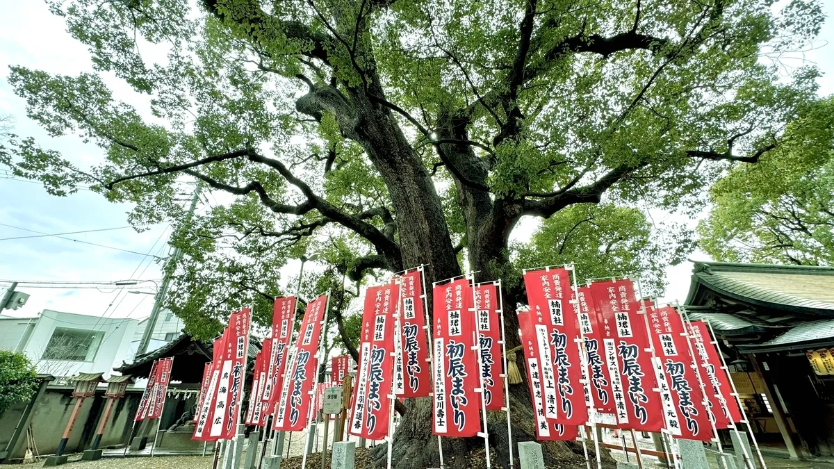 Árbol de alcanfor