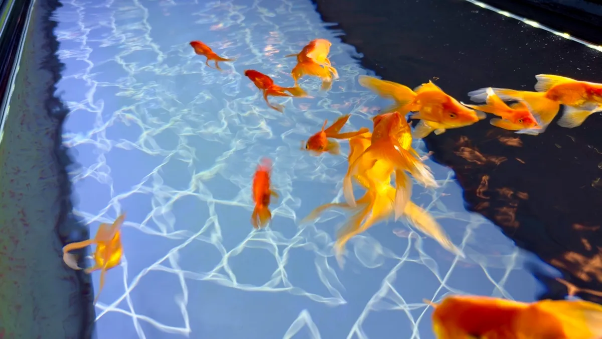 Peces Dorados