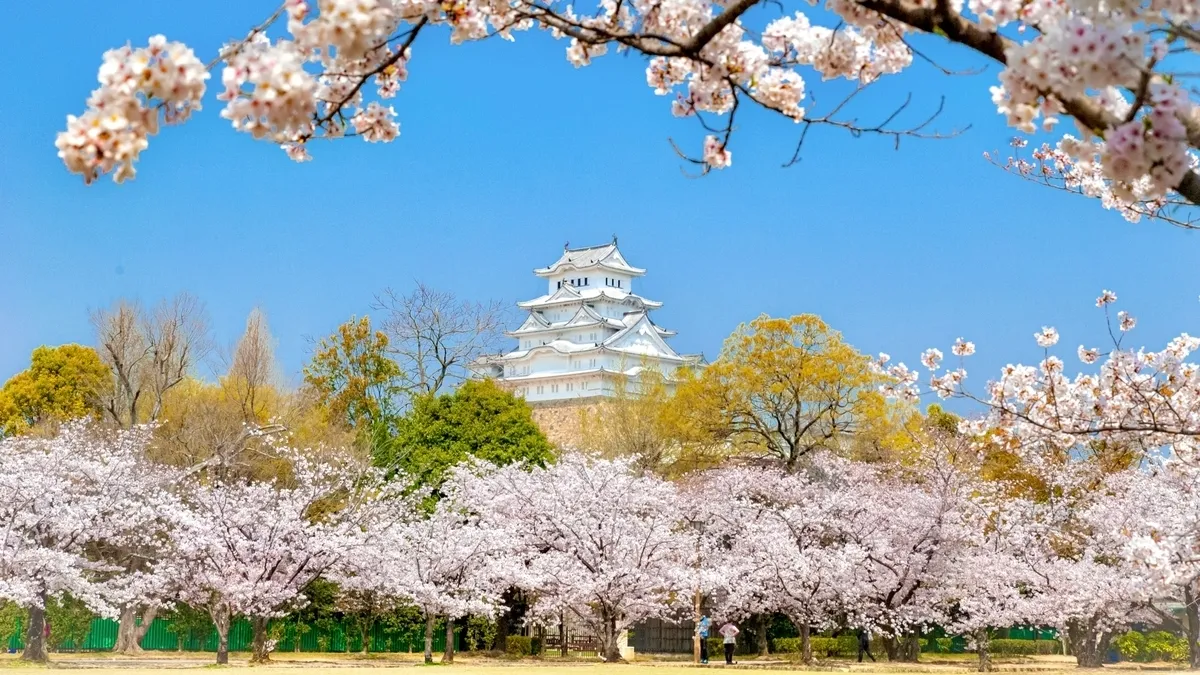 Castillo de Himeji con cerezos en flor