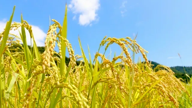 Campos de arroz