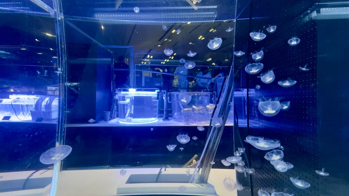 Tanque de Cultivo de Medusas