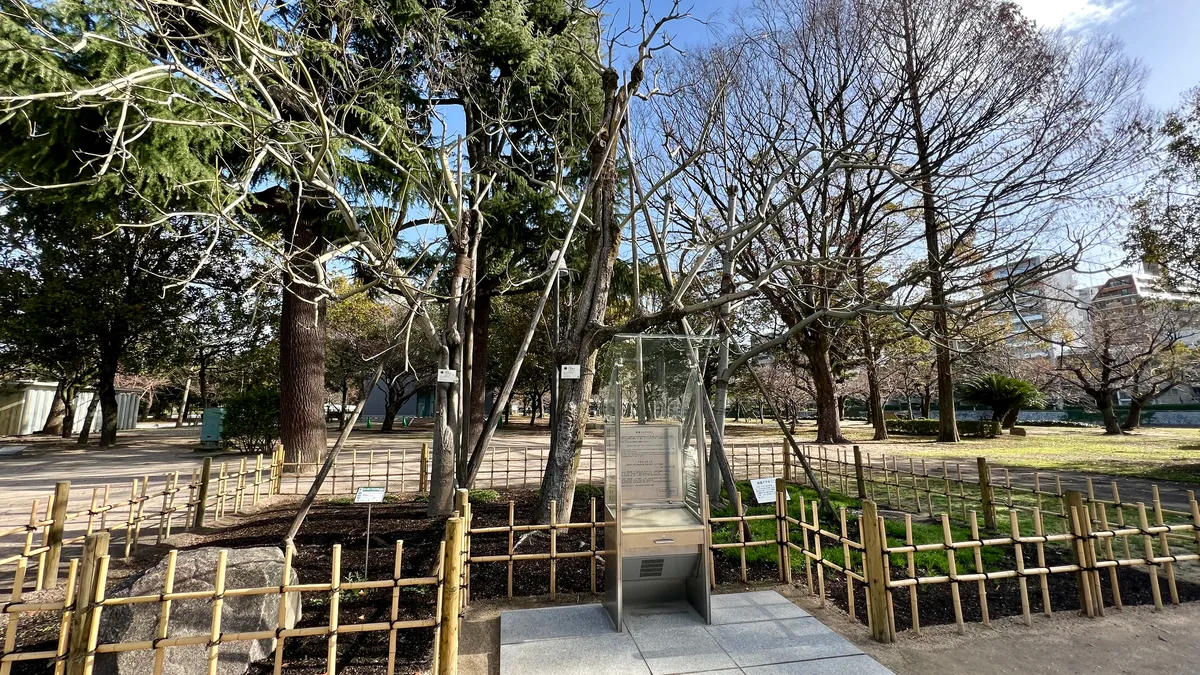 Árbol Superviviente de la Bomba: el Paulownia