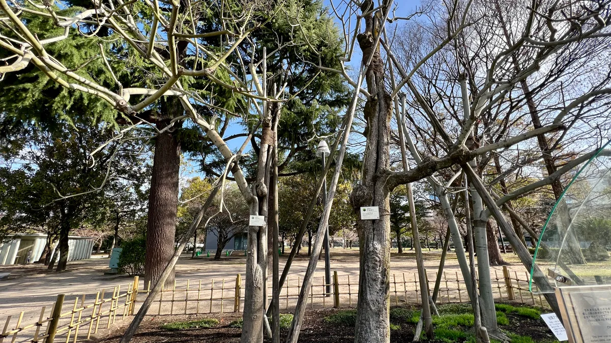 Árbol Superviviente de la Bomba: el Paulownia