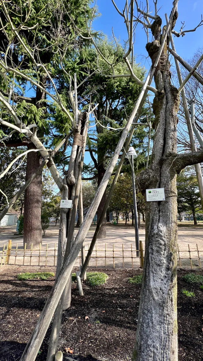 Árbol Superviviente de la Bomba: el Paulownia