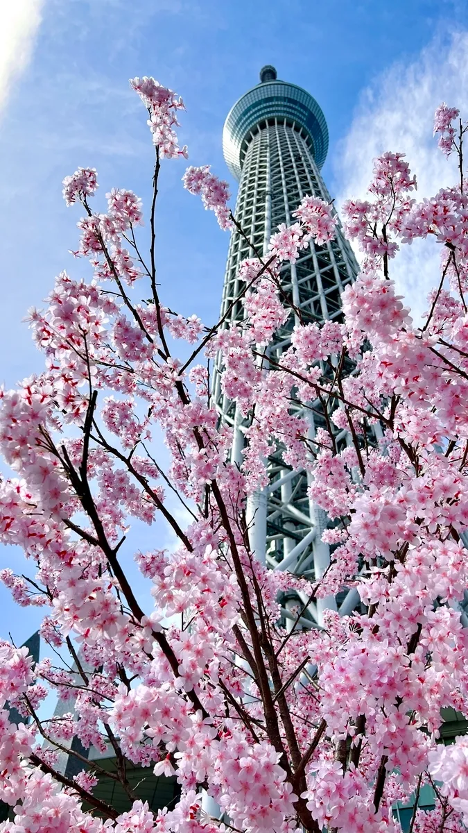 Flores de cerezo y Tokyo Skytree